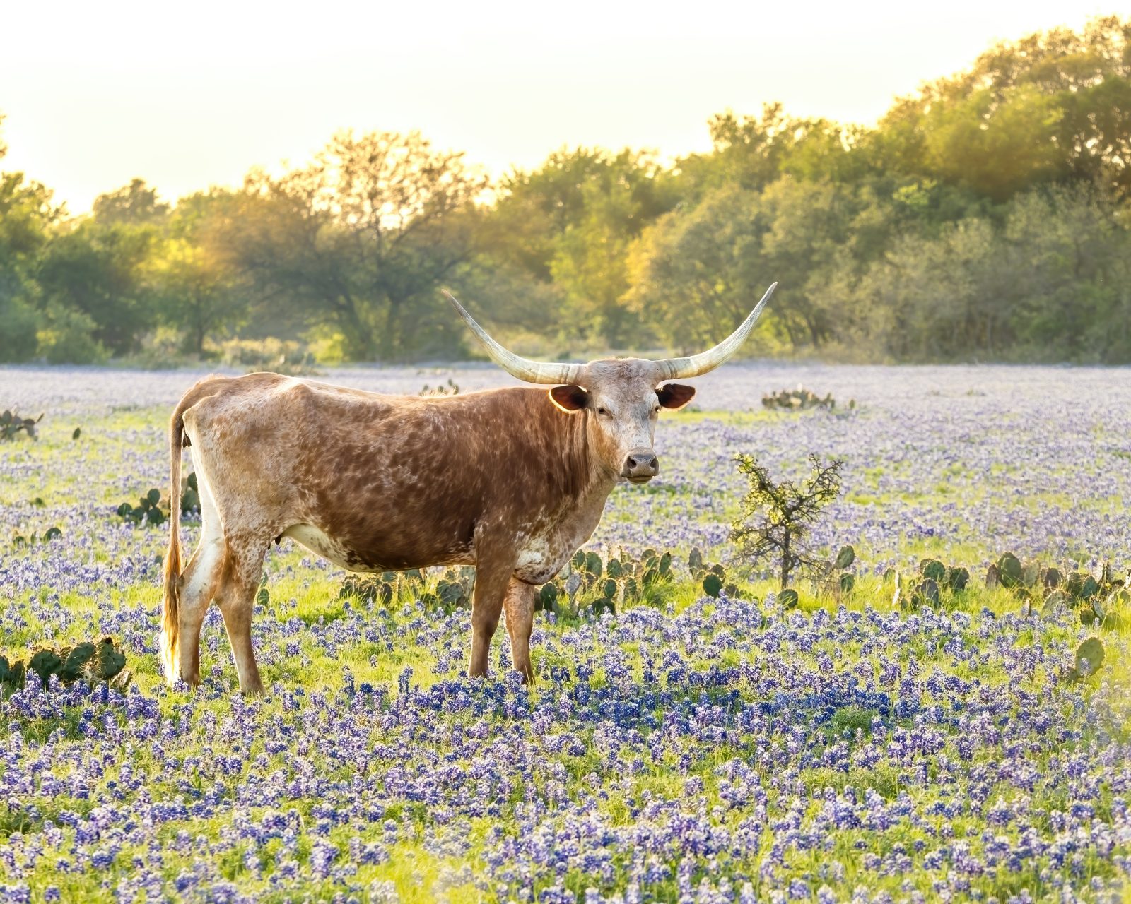 A Texas Longhorn in a field of bluebonnets
