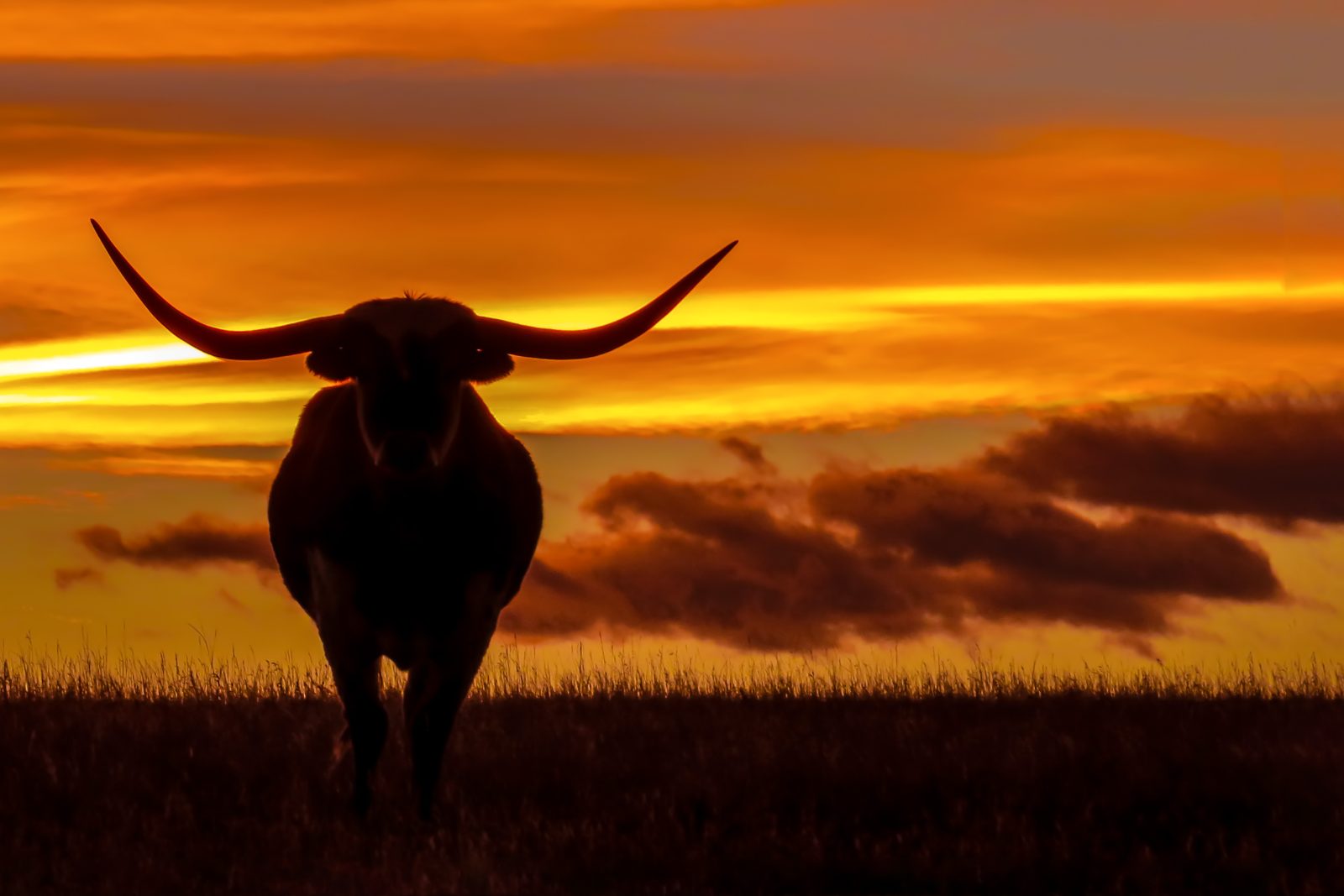 A Texas Longhorn at sunset